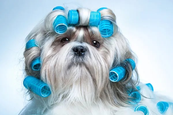 dog-groomers